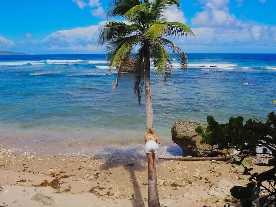Little Diamond, Wooden Jungle House. Bathsheba. Villa Saint Joseph 0*,  Barbados