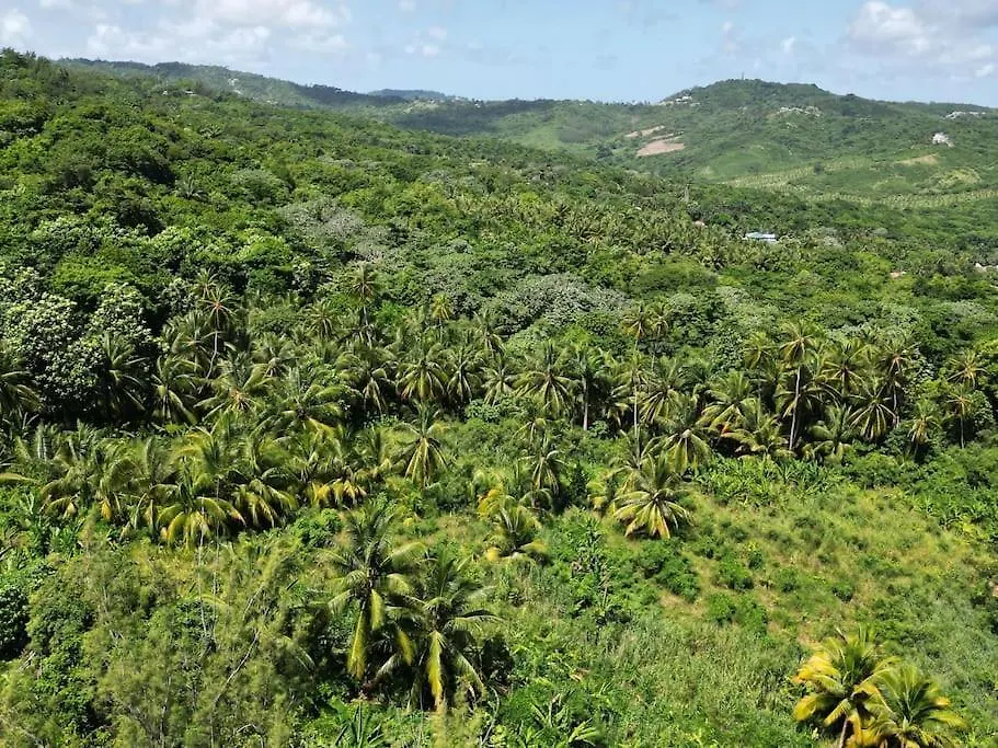 Little Diamond, Wooden Jungle House. Bathsheba. Villa Saint Joseph