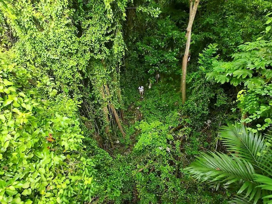 Feriehus Little Diamond, Wooden Jungle House. Bathsheba. Villa Saint Joseph