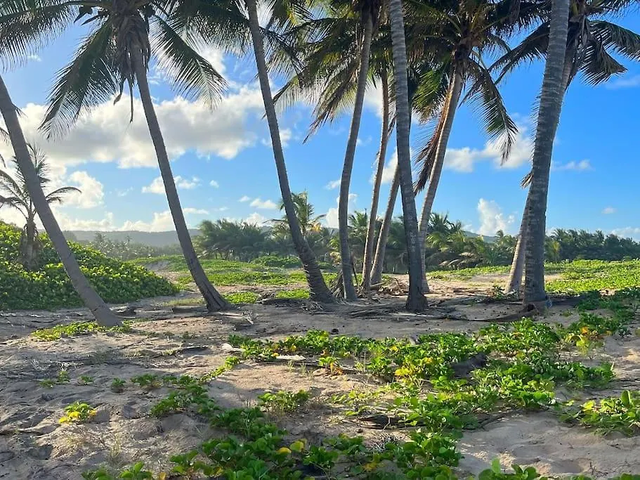 Little Diamond, Wooden Jungle House. Bathsheba. Villa Saint Joseph